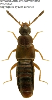 Atheta Coriaria